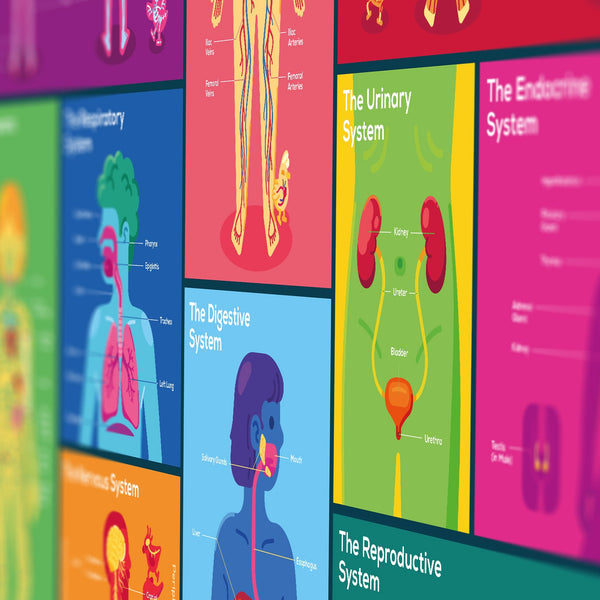 Human Body Poster