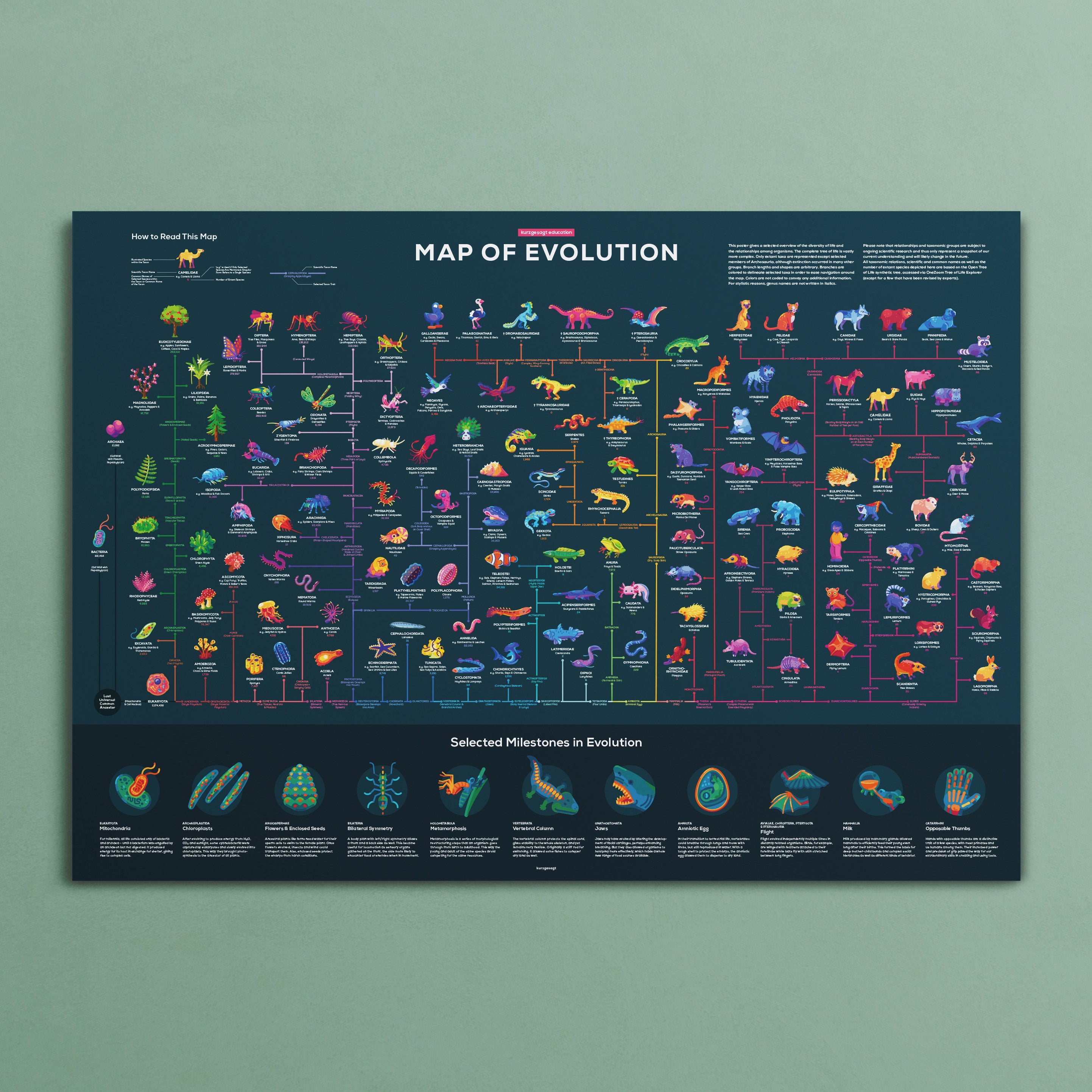 Map of Evolution Poster – Thoroughly Researched – the kurzgesagt shop