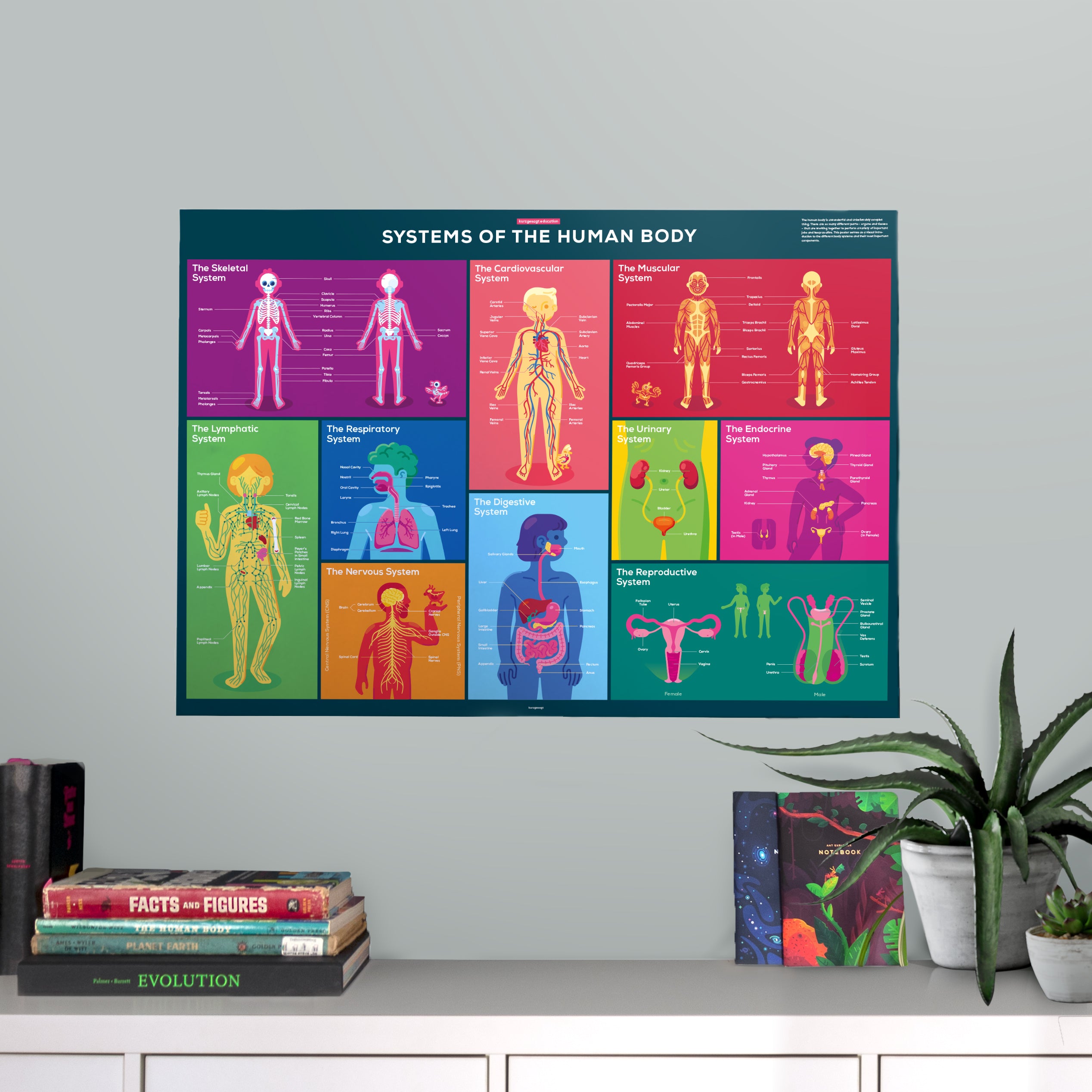 Human Body Infographic Poster โ Carefully Researched โ the kurzgesagt shop Biology Diagrams