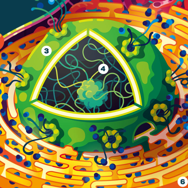 Human Cell Infographic Poster – Thoroughly Researched – the kurzgesagt shop