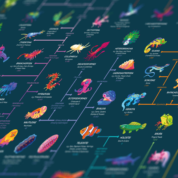 Map of Evolution Poster – Thoroughly Researched – the kurzgesagt shop